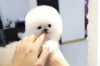 Photo №4. I will sell pomeranian in the city of San Francisco. private announcement - price - 400$