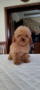 Photo №1. poodle (toy) - for sale in the city of Москва | 1302$ | Announcement № 39423