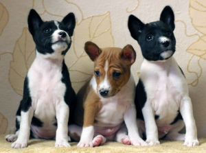 Photo №2 to announcement № 576 for the sale of basenji - buy in Hungary breeder