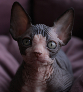 Photo №2 to announcement № 5231 for the sale of sphynx-katze - buy in Ukraine from nursery