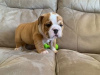 Photo №1. english bulldog - for sale in the city of Bastogne | Is free | Announcement № 118039