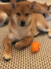 Additional photos: Shiba Inu puppies sale boy and girl RKF