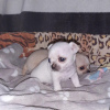 Photo №1. chihuahua - for sale in the city of Los Angeles | 250$ | Announcement № 53189