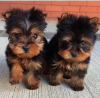 Photo №1. yorkshire terrier - for sale in the city of Chicago | 1$ | Announcement № 87462