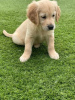 Photo №1. golden retriever - for sale in the city of Berlin | negotiated | Announcement № 115945