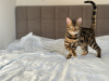 Photo №1. bengal cat - for sale in the city of Florida | negotiated | Announcement № 125549