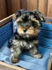 Photo №2 to announcement № 94981 for the sale of yorkshire terrier - buy in Russian Federation breeder