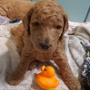 Photo №2 to announcement № 92907 for the sale of poodle (toy) - buy in New Zealand private announcement