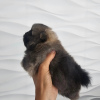 Additional photos: Pomeranian Spitz male puppy