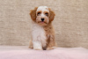 Photo №4. I will sell havanese dog in the city of Belgrade. breeder - price - negotiated