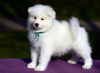 Photo №3. Samoyed puppies for sale. Russian Federation