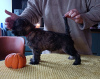 Photo №4. I will sell cairn terrier in the city of Tallinn. breeder - price - 1268$