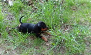 Photo №1. miniature pinscher - for sale in the city of St. Petersburg | Negotiated | Announcement № 2522