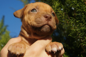 Additional photos: Kennel LOVELY HEARTS, puppies of the pit bull terrier of sports breeding