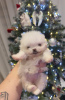 Additional photos: Super tiny snowballs Pomeranians