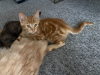 Photo №3. Maine Coon Mix. Germany