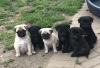 Photo №4. I will sell pug in the city of Фридрихсхафен. breeder - price - 423$