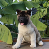 Photo №2 to announcement № 83095 for the sale of akita - buy in Germany breeder