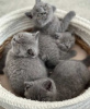 Photo №3. Male and Female British Shorthair Kittens ready now. Cyprus