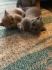 Photo №3. Healthy British shorthair kittens for sale around you. Netherlands