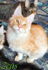 Photo №1. maine coon - for sale in the city of St. Petersburg | 601$ | Announcement № 7652