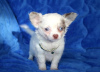 Photo №1. chihuahua - for sale in the city of Berlin | Is free | Announcement № 98240