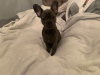 Photo №1. french bulldog - for sale in the city of Freshwater | 423$ | Announcement № 115327