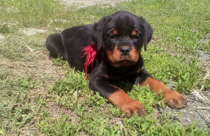 Photo №1. rottweiler - for sale in the city of Chelyabinsk | Negotiated | Announcement № 2422