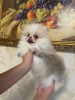 Photo №1. pomeranian - for sale in the city of Delsbo | 350$ | Announcement № 125449