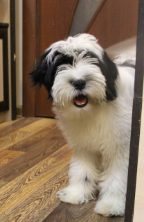 Photo №2 to announcement № 5358 for the sale of tibetan terrier - buy in Russian Federation private announcement