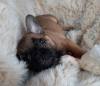 Photo №3. Free French Bulldog available for Adoption. Netherlands