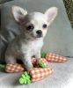 Photo №4. I will sell chihuahua in the city of New York. private announcement, from nursery - price - 700$