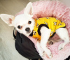 Photo №1. chihuahua - for sale in the city of Berlin | Is free | Announcement № 16204