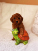 Photo №2 to announcement № 117988 for the sale of poodle (toy) - buy in Serbia 