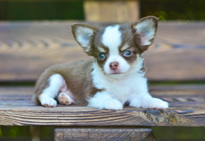 Photo №1. chihuahua - for sale in the city of Москва | 851$ | Announcement № 7123