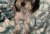 Photo №2 to announcement № 126942 for the sale of havanese dog - buy in Germany private announcement