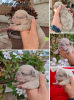 Photo №4. I will sell french bulldog in the city of Zrenjanin. breeder - price - negotiated