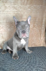 Photo №1. american pit bull terrier - for sale in the city of Los Angeles | negotiated | Announcement № 126731