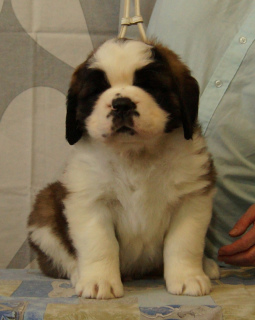 Photo №2 to announcement № 1558 for the sale of st. bernard - buy in Russian Federation private announcement