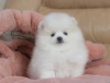 Photo №4. I will sell pomeranian in the city of Lappeenranta. private announcement - price - 350$