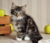 Photo №1. norwegian forest cat - for sale in the city of Hauppauge | 260$ | Announcement № 108617