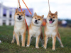 Photo №1. shiba inu - for sale in the city of Minsk | negotiated | Announcement № 30216
