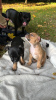 Photo №3. STAFBULL, puppies. Belarus