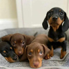 Photo №1. dachshund - for sale in the city of Leipzig | Is free | Announcement № 98246