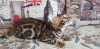 Photo №2 to announcement № 9786 for the sale of bengal cat - buy in Russian Federation from nursery