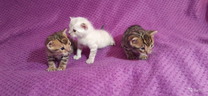 Additional photos: Bengal kittens