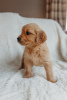 Photo №1. golden retriever - for sale in the city of Berlin | 423$ | Announcement № 90614