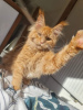 Photo №1. maine coon - for sale in the city of Gorzów Wielkopolski | 832$ | Announcement № 20125