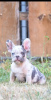 Photo №1. french bulldog - for sale in the city of Stari Banovci | negotiated | Announcement № 120198