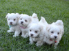 Photo №3. Cute Maltese puppies available for free adoption. Germany